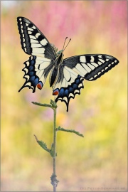Schwalbenschwanz (Papilio machaon) 24