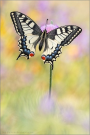 Schwalbenschwanz 22 (Papilio machaon)