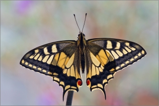 Schwalbenschwanz 05 (Papilio machaon)