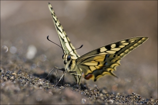 Schwalbenschwanz 09 (Papilio machaon)