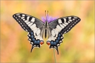 Schwalbenschwanz 21 (Papilio machaon)