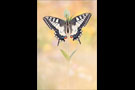 Schwalbenschwanz 19 (Papilio machaon)