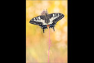 Schwalbenschwanz 16 (Papilio machaon)