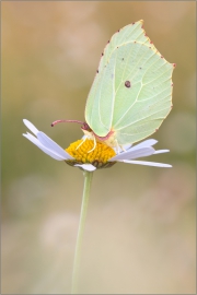 Zitronenfalter (Gonepteryx rhamni) 02