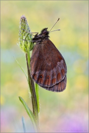 Graubindiger Mohrenfalter (Erebia aethiops) 17