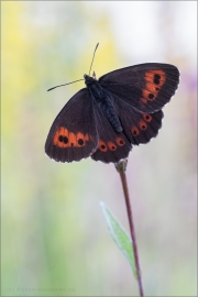 Weißbindiger  Mohrenfalter (Erebia ligea) 03