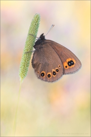 Rundaugen-Mohrenfalter Raupe (Erebia medusa) 09