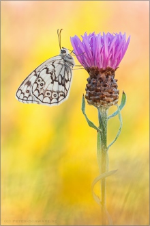 Balkan Schachbrett (Melanargia larissa) 05