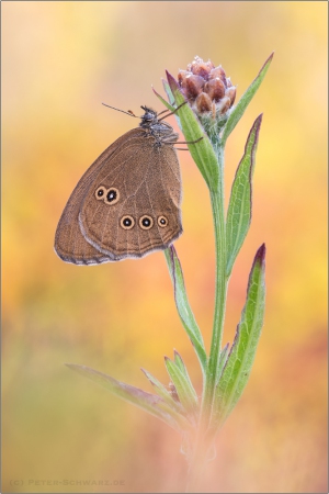 Brauner Waldvogel (Aphantopus hyperantus) 03