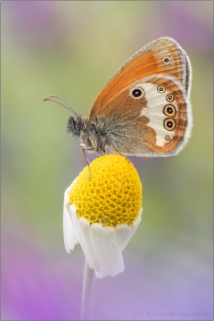 Weißbindiges Wiesenvögelchen (Coenonympha arcania) 02