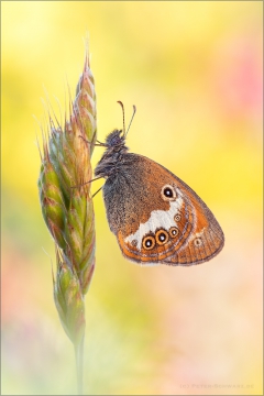 Weißbindiges Wiesenvögelchen (Coenonympha arcania) 01