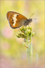 Weißbindiges Wiesenvögelchen (Coenonympha arcania) 18