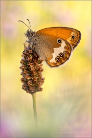 Weißbindiges Wiesenvögelchen (Coenonympha arcania) 16