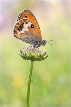 Weißbindiges Wiesenvögelchen (Coenonympha arcania) 03