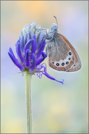 Alpen-Wiesenvögelchen (Coenonympha gardetta) 06