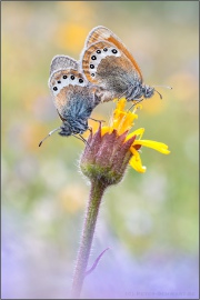 Alpen-Wiesenvögelchen (Coenonympha gardetta) 07