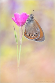 Spanisches Rotbraunes Wiesenvögelchen (Coenonympha iphioides) 10