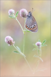 Spanisches Rotbraunes Wiesenvögelchen (Coenonympha iphioides) 11