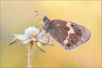 Großes Wiesenvögelchen (Coenonympha tullia) 09