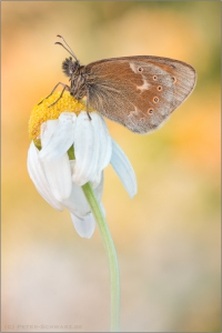 Großes Wiesenvögelchen (Coenonympha tullia) 10