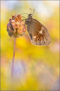 Großes Wiesenvögelchen (Coenonympha tullia) 11