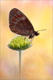 Graubindiger Mohrenfalter (Erebia aethiops) 18