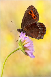 Graubindiger Mohrenfalter (Erebia aethiops) 23