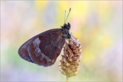 Graubindiger Mohrenfalter (Erebia aethiops) 24