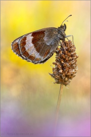 Graubindiger Mohrenfalter (Erebia aethiops) 20