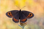 Graubindiger Mohrenfalter (Erebia aethiops) 27