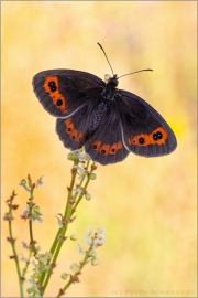 Graubindiger Mohrenfalter (Erebia aethiops) 26