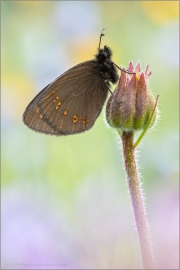 Mandeläugiger Mohrenfalter (Erebia alberganus) 03