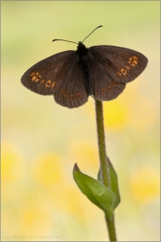 Mandeläugiger Mohrenfalter (Erebia alberganus) 04