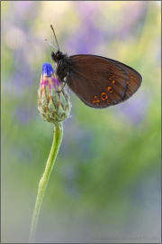 Mandeläugiger Mohrenfalter (Erebia alberganus) 23