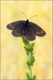 Mandeläugiger Mohrenfalter (Erebia alberganus) 27