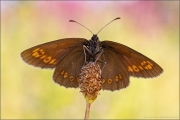 Mandeläugiger Mohrenfalter (Erebia alberganus) 24