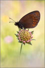 Mandeläugiger Mohrenfalter (Erebia alberganus) 28