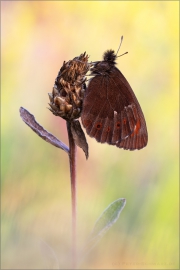 Weißbindiger  Mohrenfalter (Erebia ligea) 02