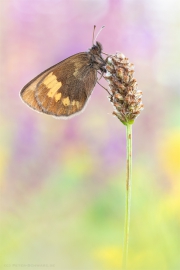 Gelbgefleckter Mohrenfalter (Erebia manto) 01