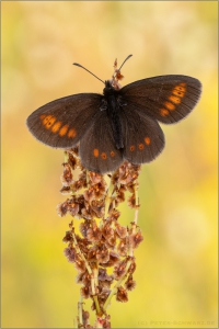 Kleiner Mohrenfalter (Erebia melampus) 02