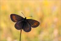 Kleiner Mohrenfalter (Erebia melampus) 4