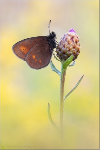 Kleiner Mohrenfalter (Erebia melampus) 01