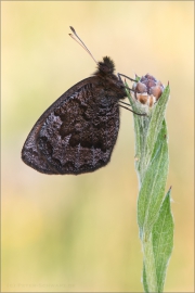 Quell-Mohrenfalter (Erebia pronoe) 01