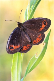 Freyers Alpen-Mohrenfalter (Erebia styx) 09