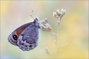 Freyers Alpen-Mohrenfalter (Erebia styx) 08