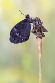 Freyers Alpen-Mohrenfalter (Erebia styx) 07