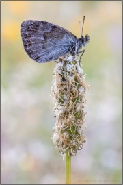 Schweizer Schillernder Mohrenfalter (Erebia tyndarus) 03