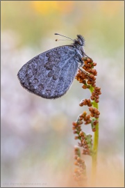 Schweizer Schillernder Mohrenfalter (Erebia tyndarus) 04