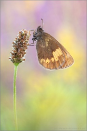 Gelbgefleckter Mohrenfalter (Erebia manto) 09