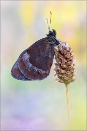 Graubindiger Mohrenfalter (Erebia aethiops) 25